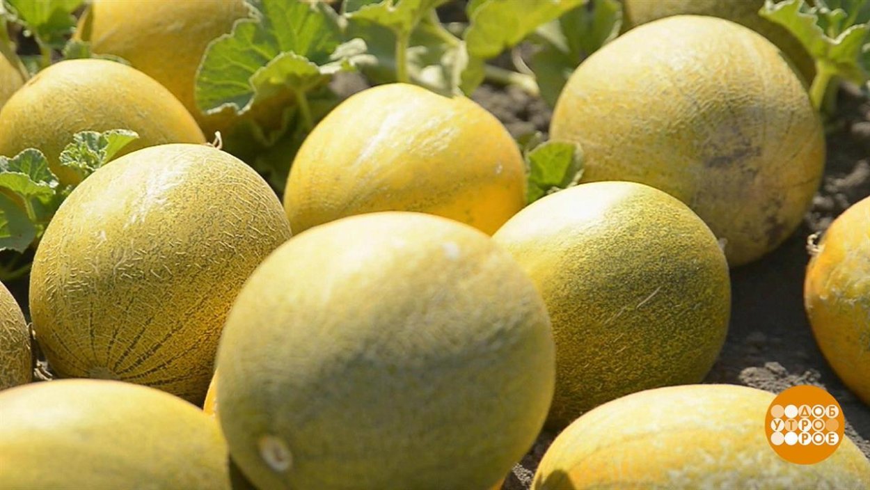 Дыня Ананасная СЕДЕК