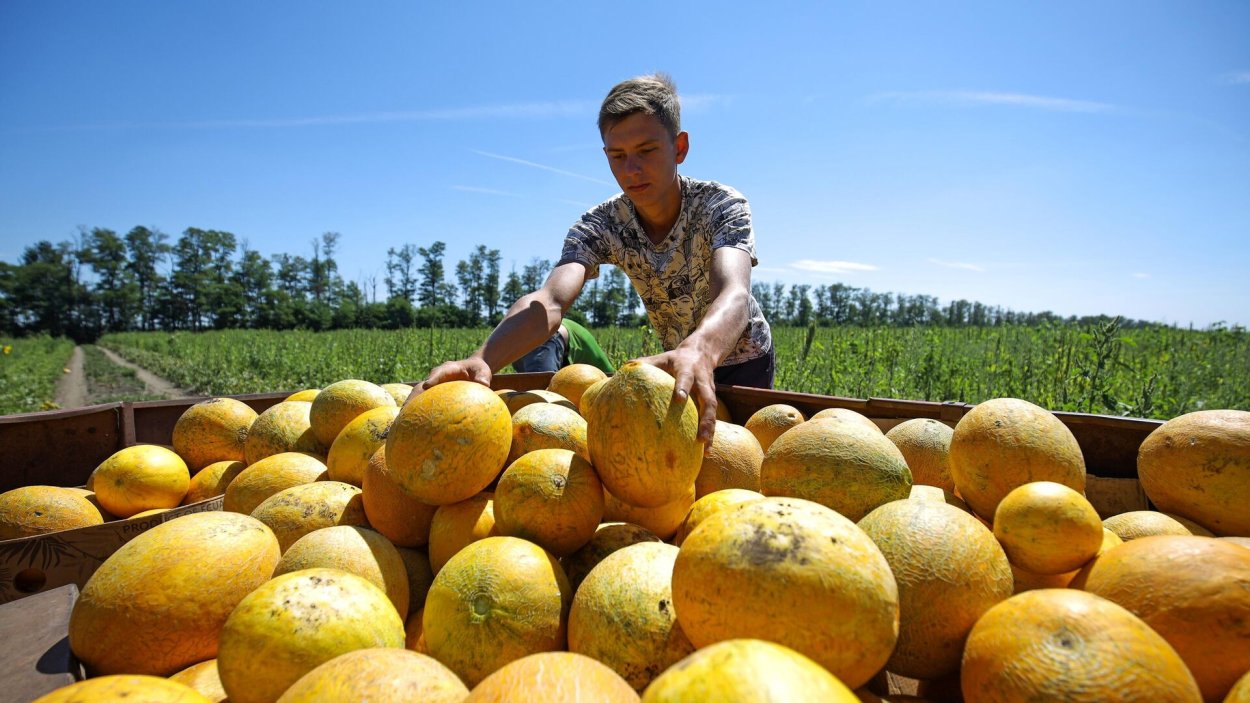 Ковун сайли