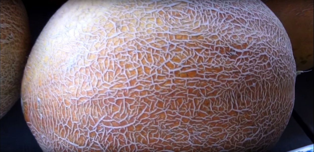 Дыня амал f1