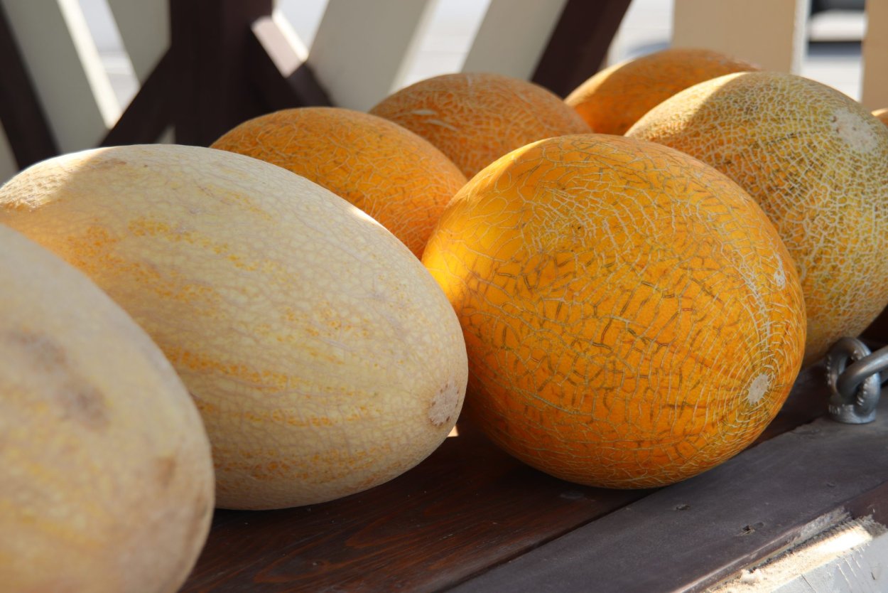 Плакат бахчевой развал