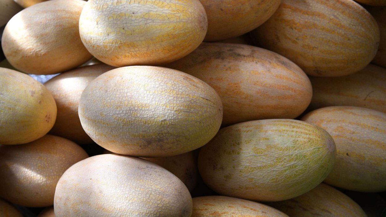 Дыня Лада фото спелой