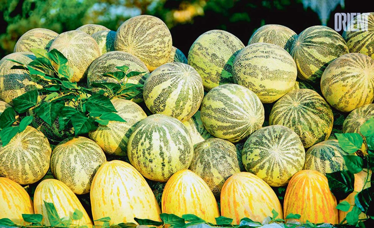 Сорт дыни туркменка