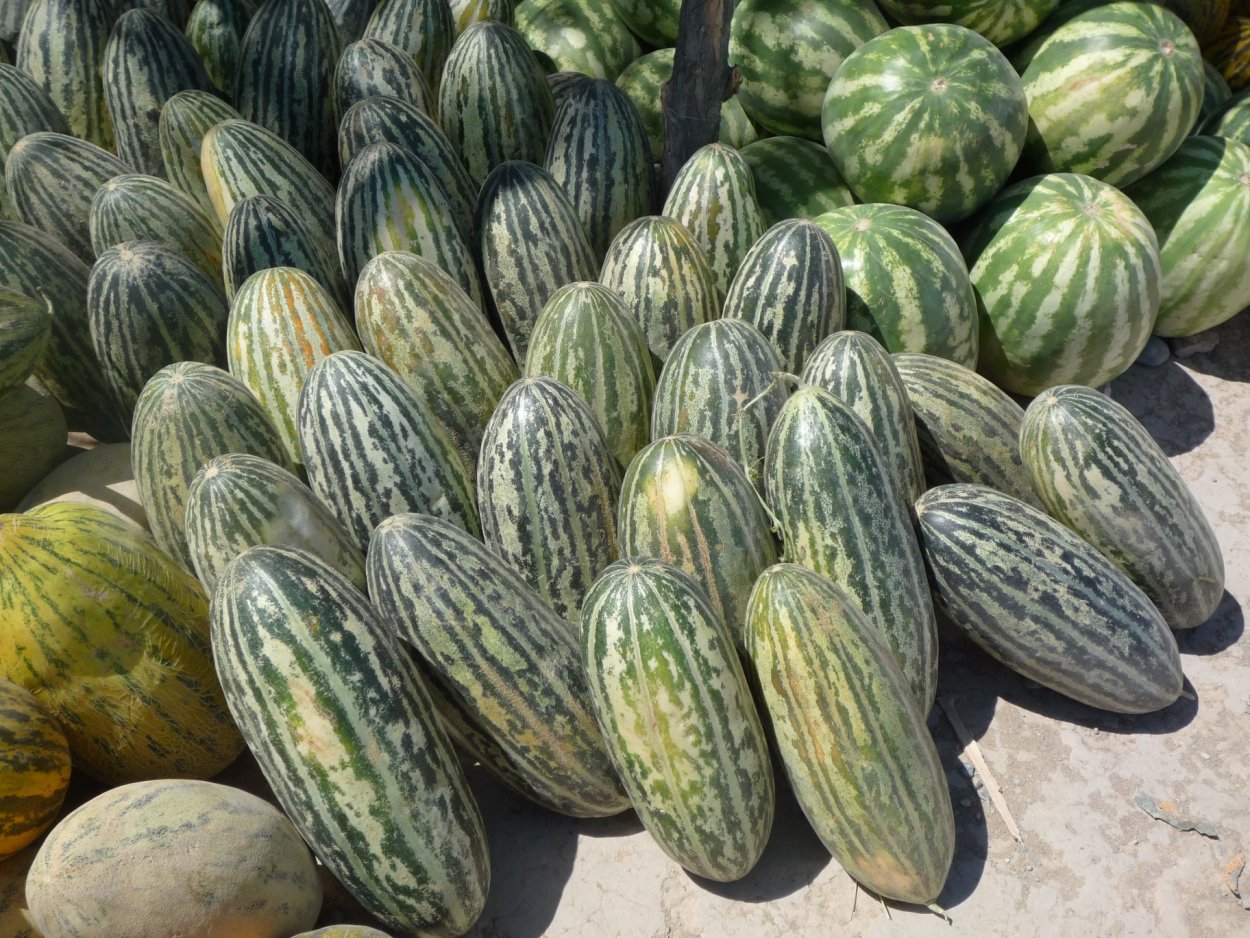 Дыня Cucumis Melo