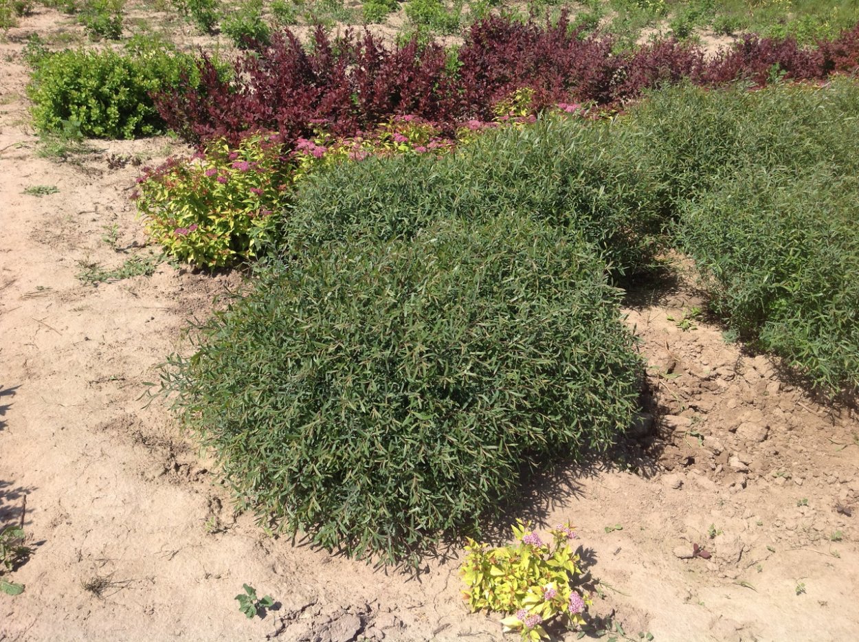 Ива пурпурная (шаровидная) "Nana" ("Нана")