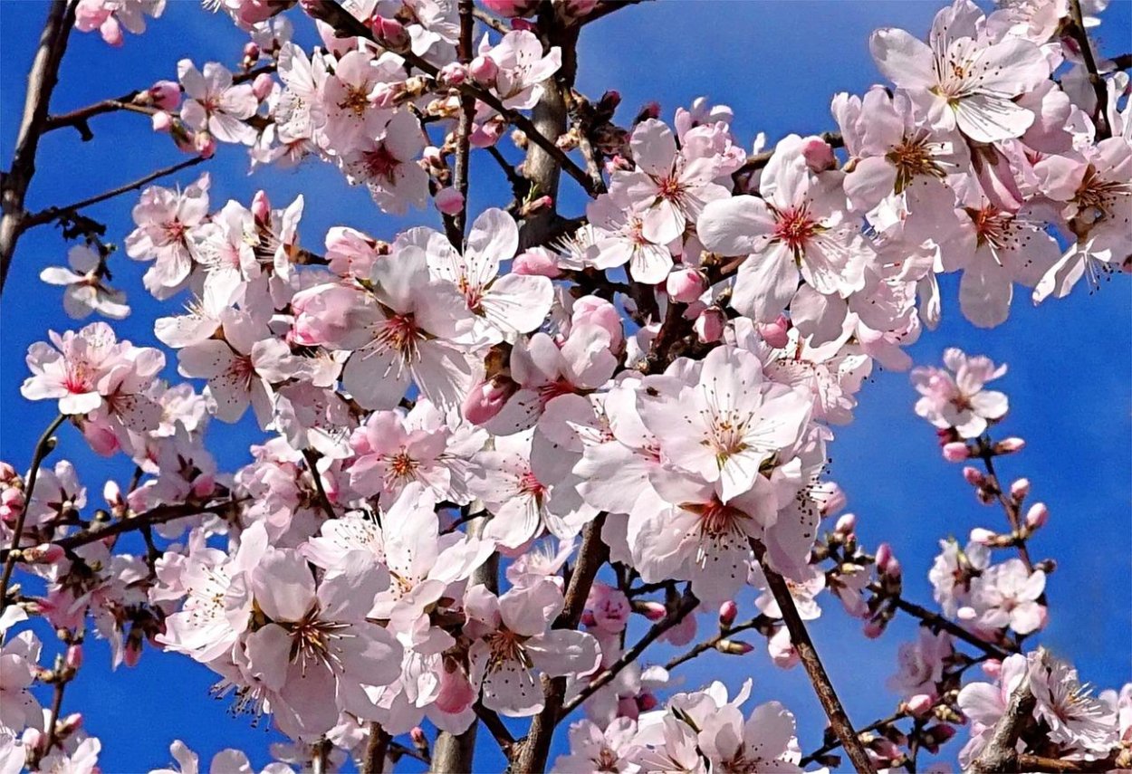 Almond Tree Blossom