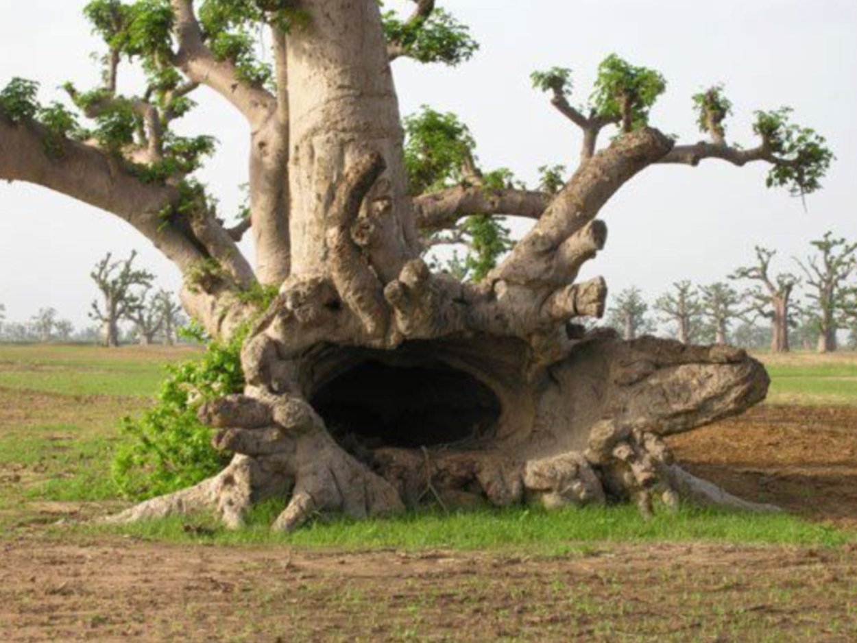 Самое большое дерево в мире баобаб