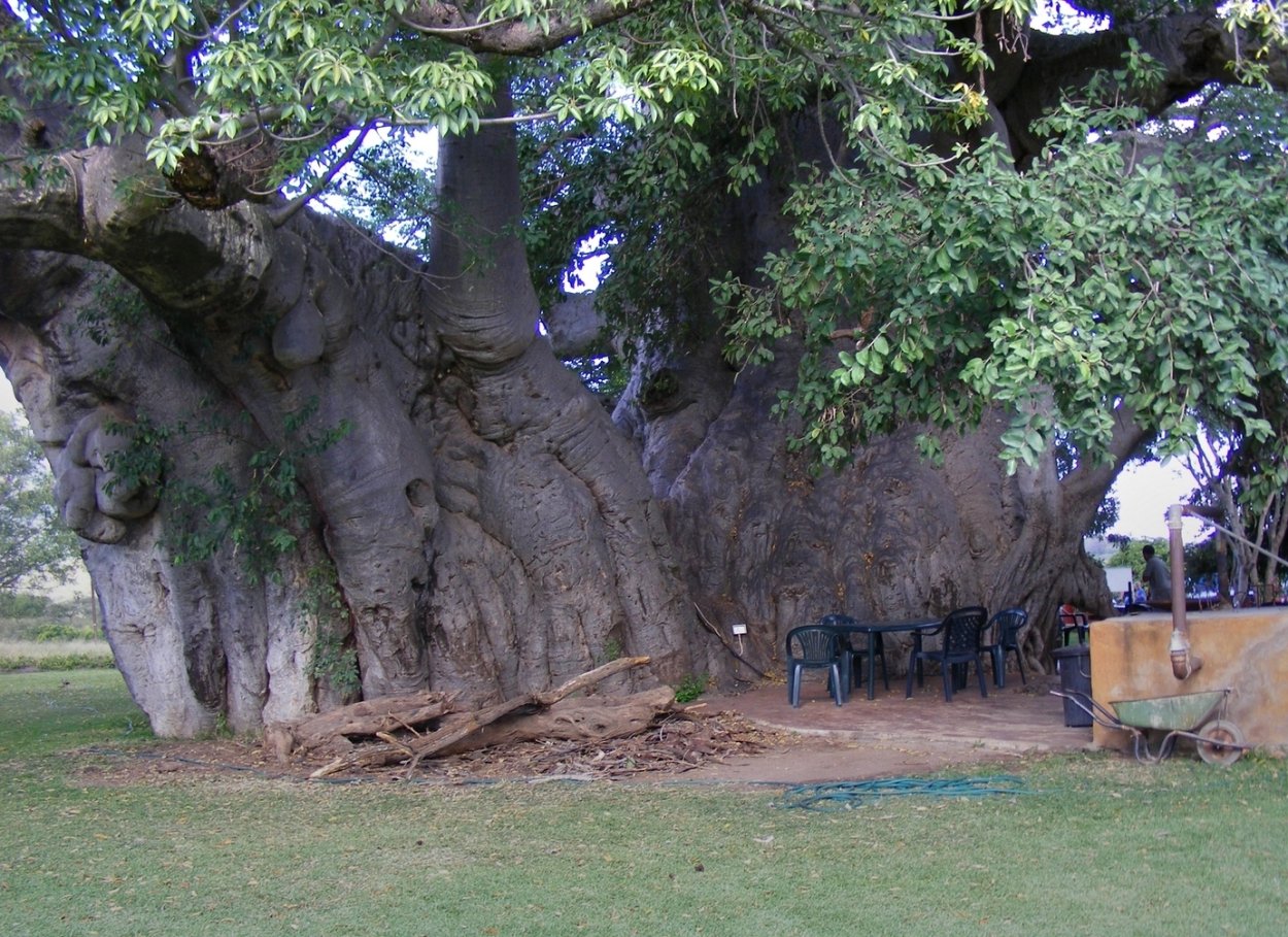 6000-Летний баобаб в Сенегале