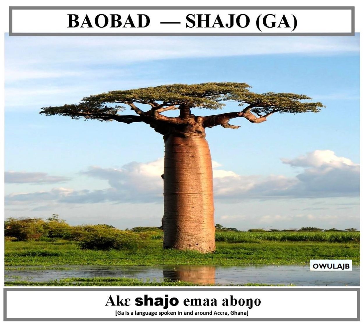 Самое толстое дерево на свете