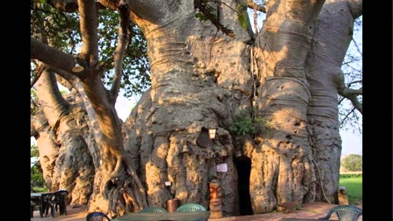 Баобаб Санлэнд Африка