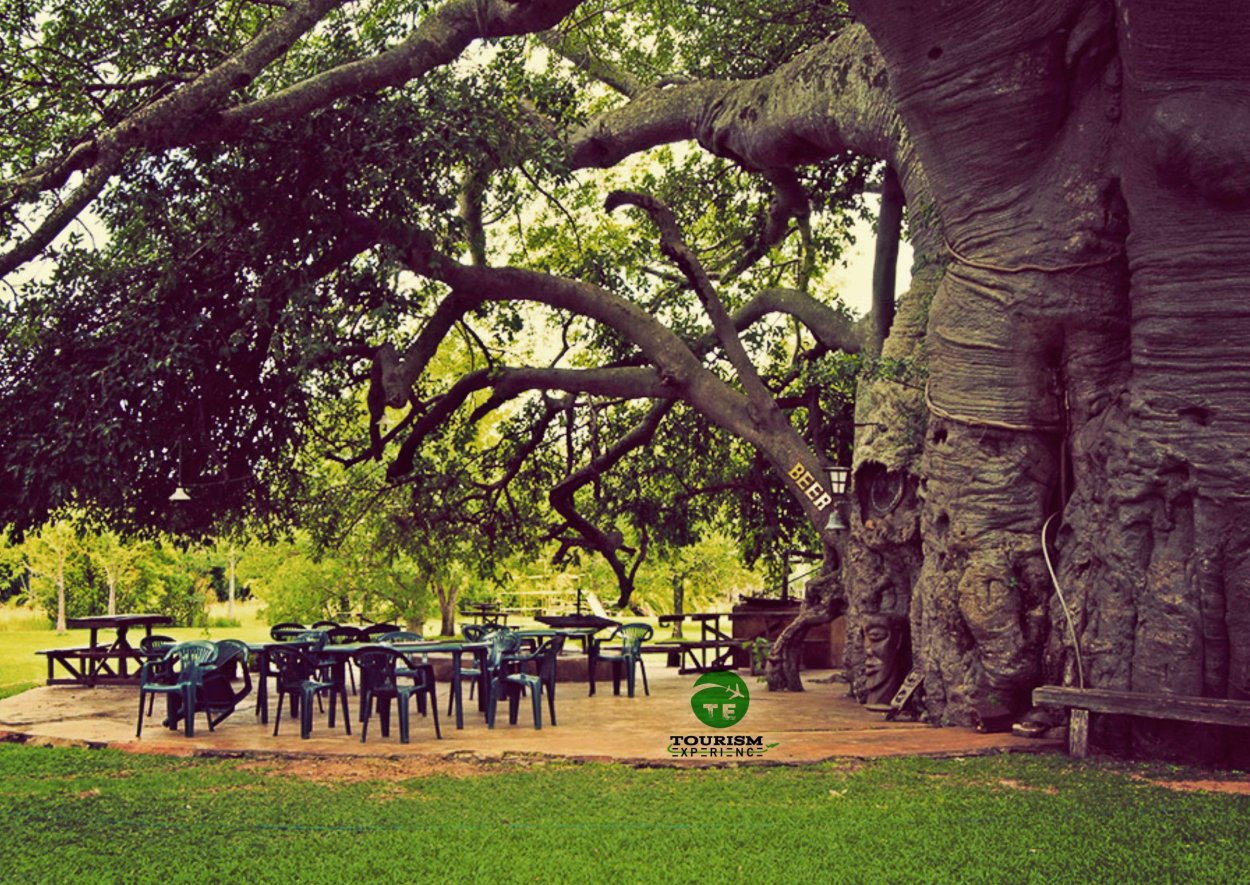 Баобаб Санлэнд