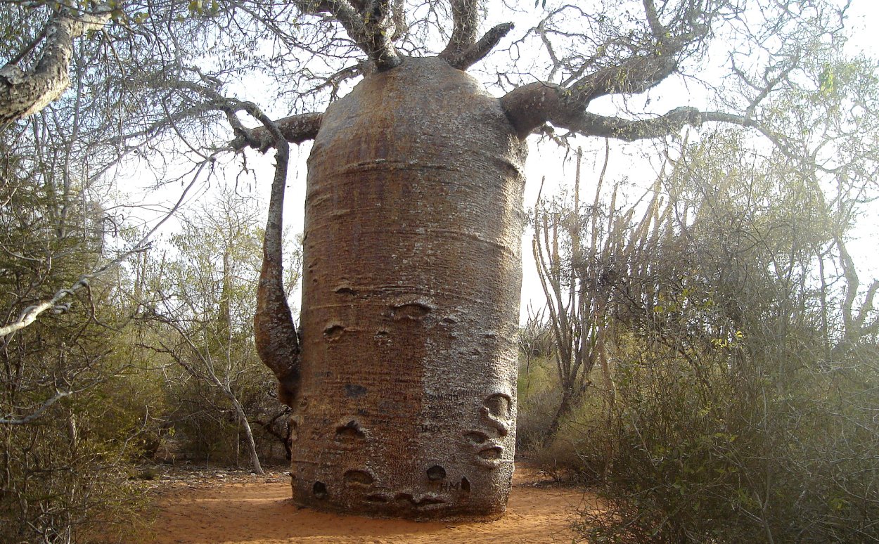 Баобаб чайник дерево