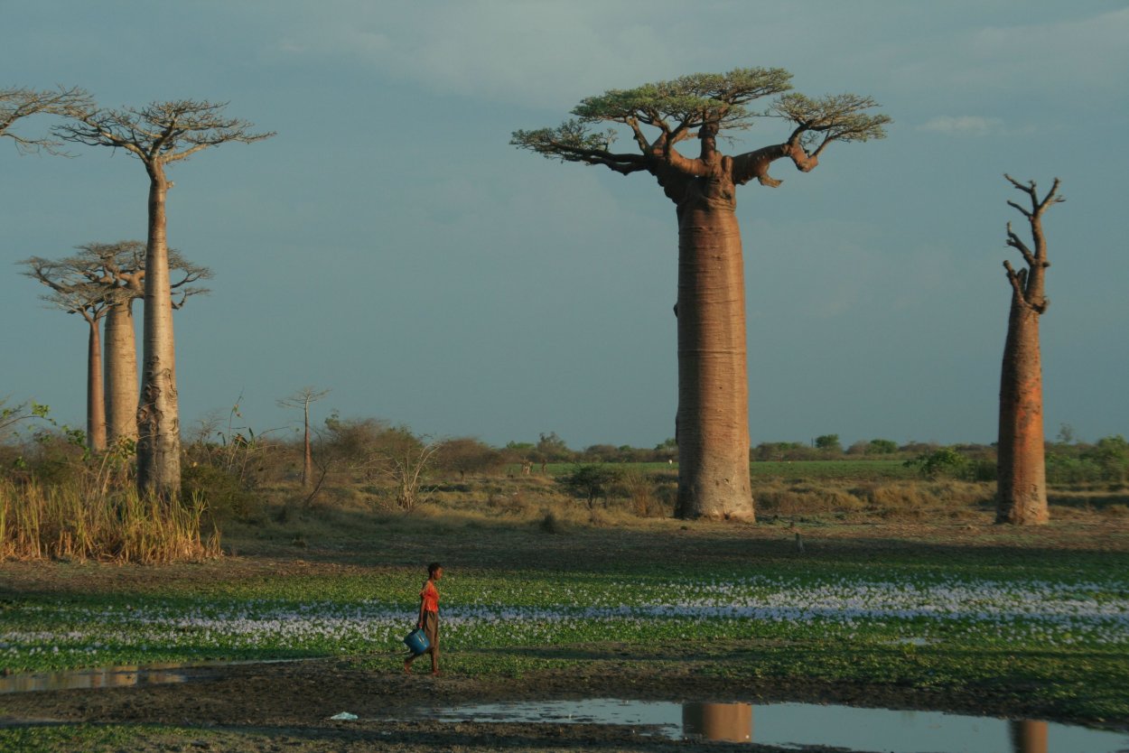 Баобаб Африка Кения
