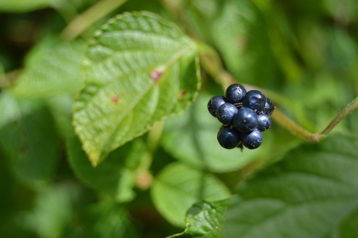 Клепушки ягода