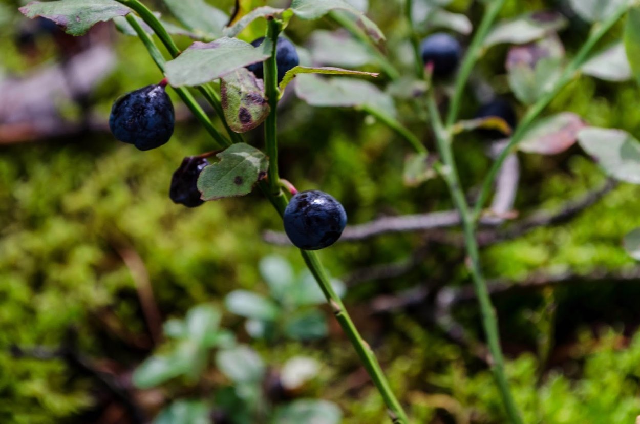 Черника дикорастущая