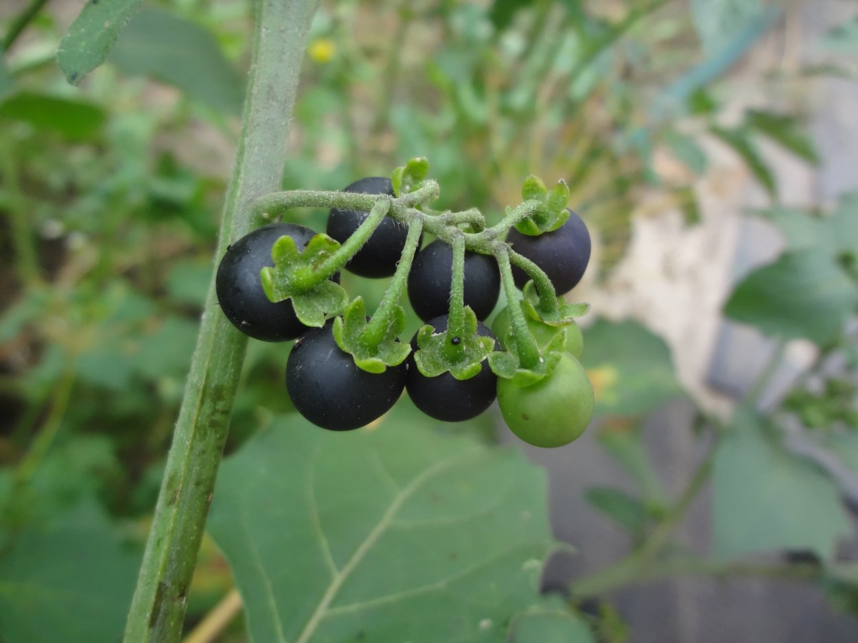 Паслен черный санберри