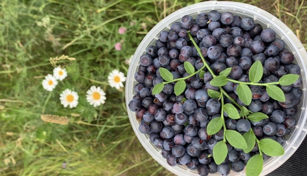 Лес в августе с грибами и ягодами