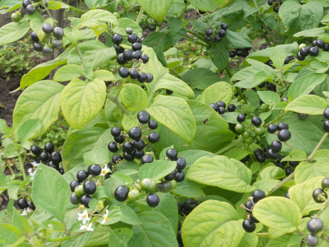 Черника форте санберри