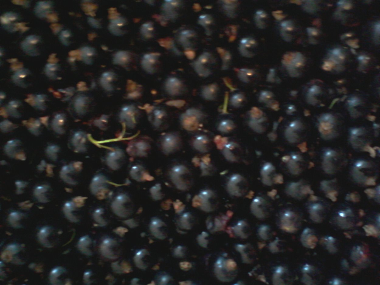 Цвета черная смородина квадрат