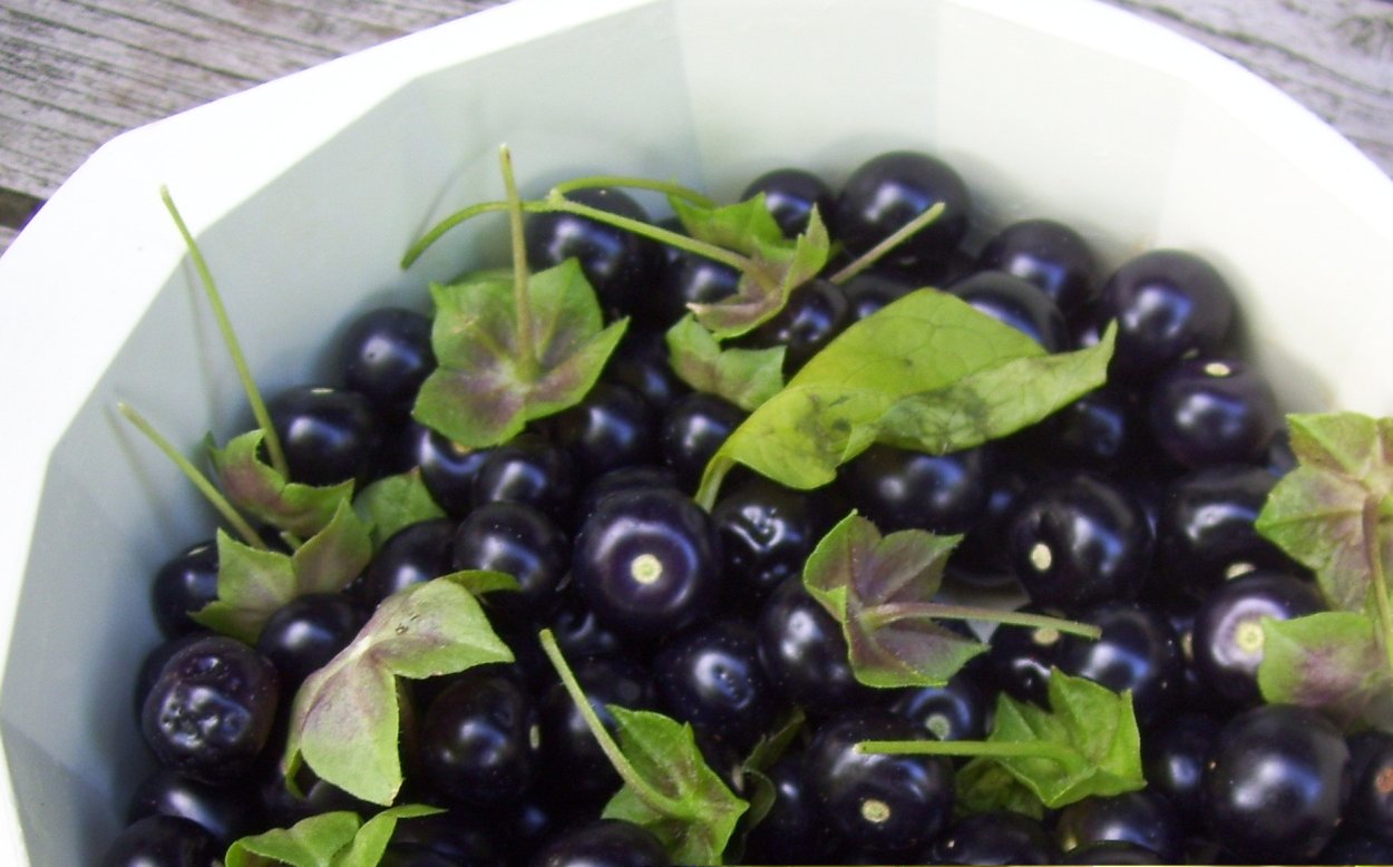 Паслен Сараха санберри