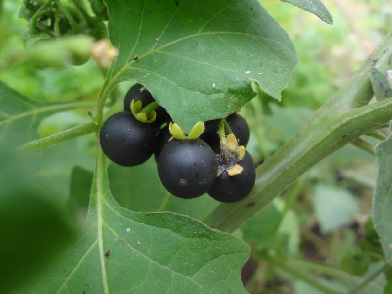 Паслён чёрный