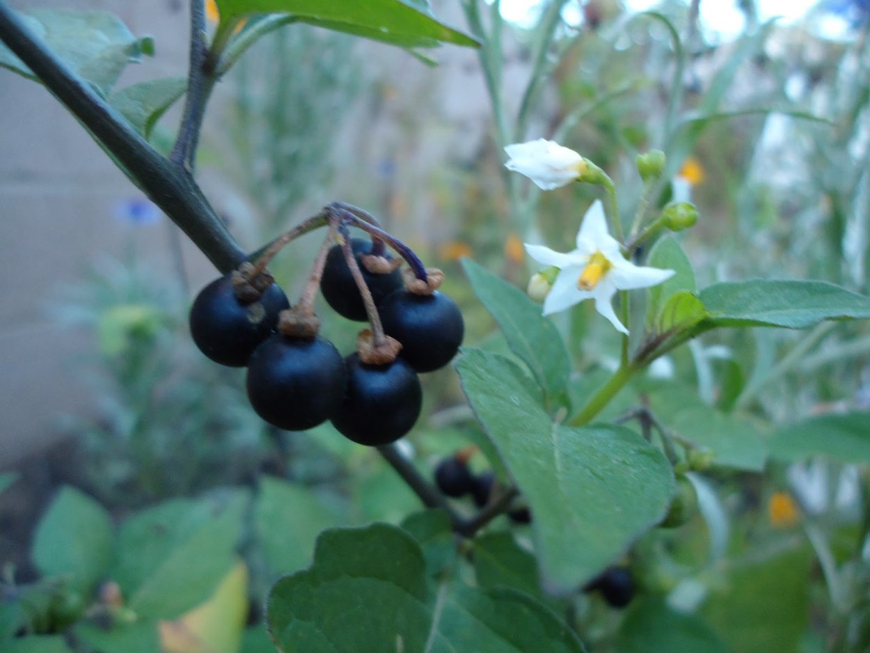 Паслён санберри съедобный
