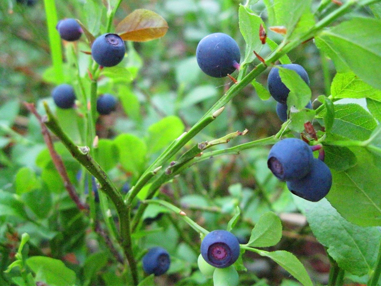 Черника миртолистная