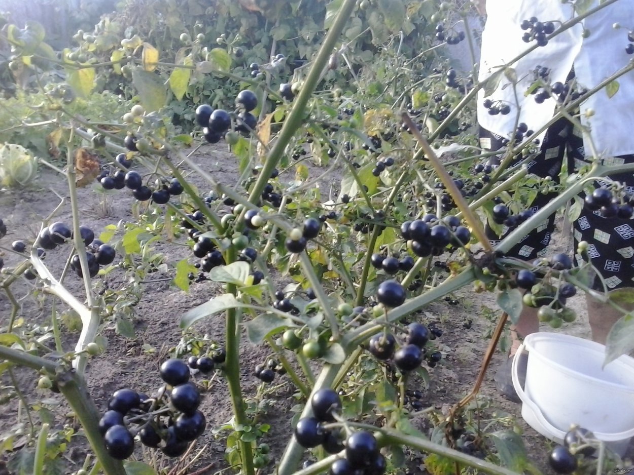 Вороняжка ягода