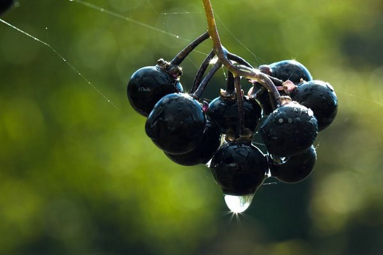 Солнечная ягода