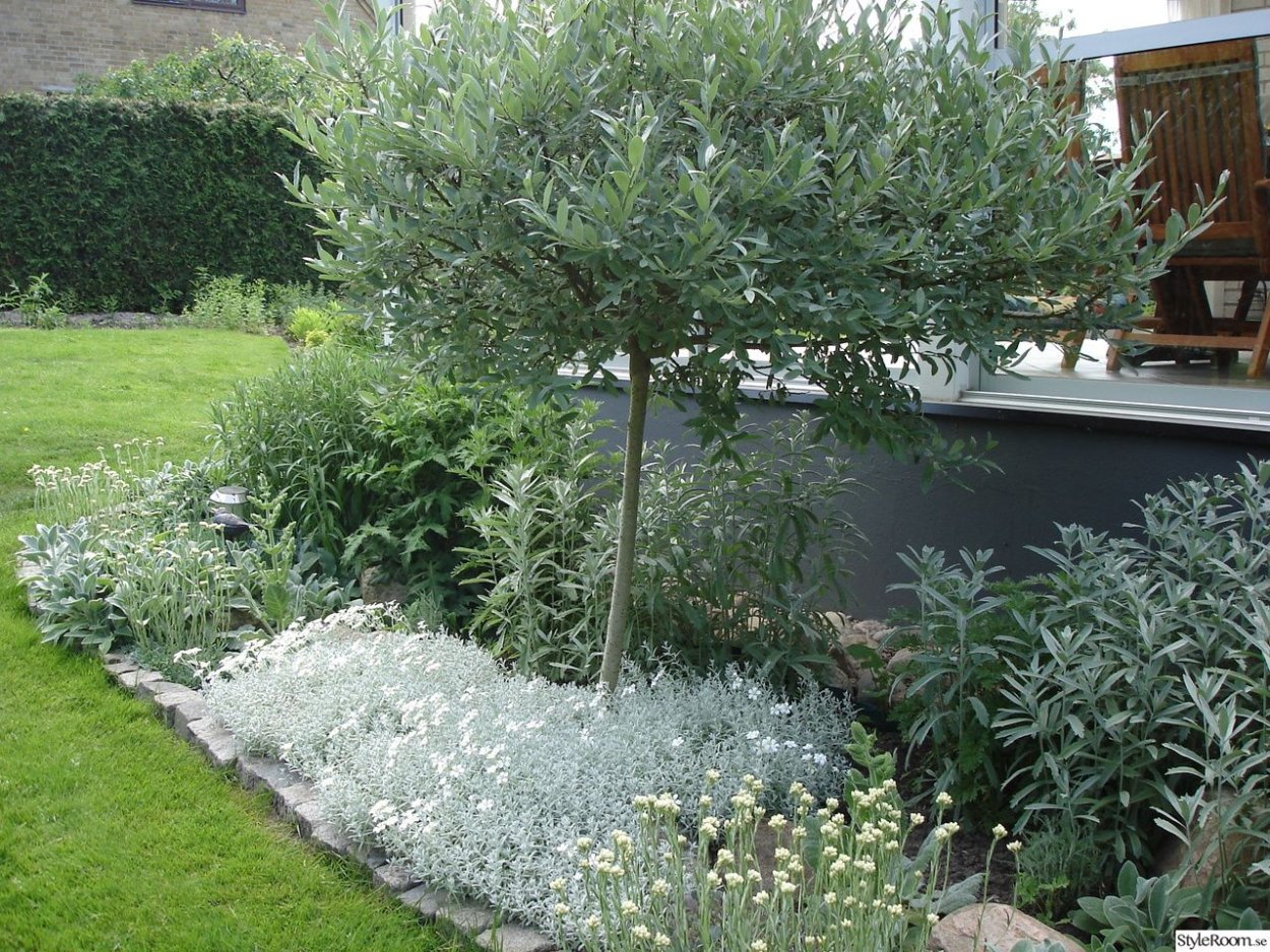 Лох серебристый изгородь