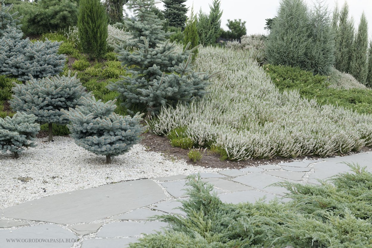 Лох с хвойниками