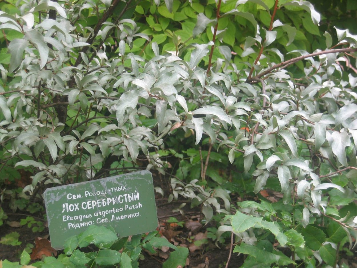 Лох серебристый Сочи