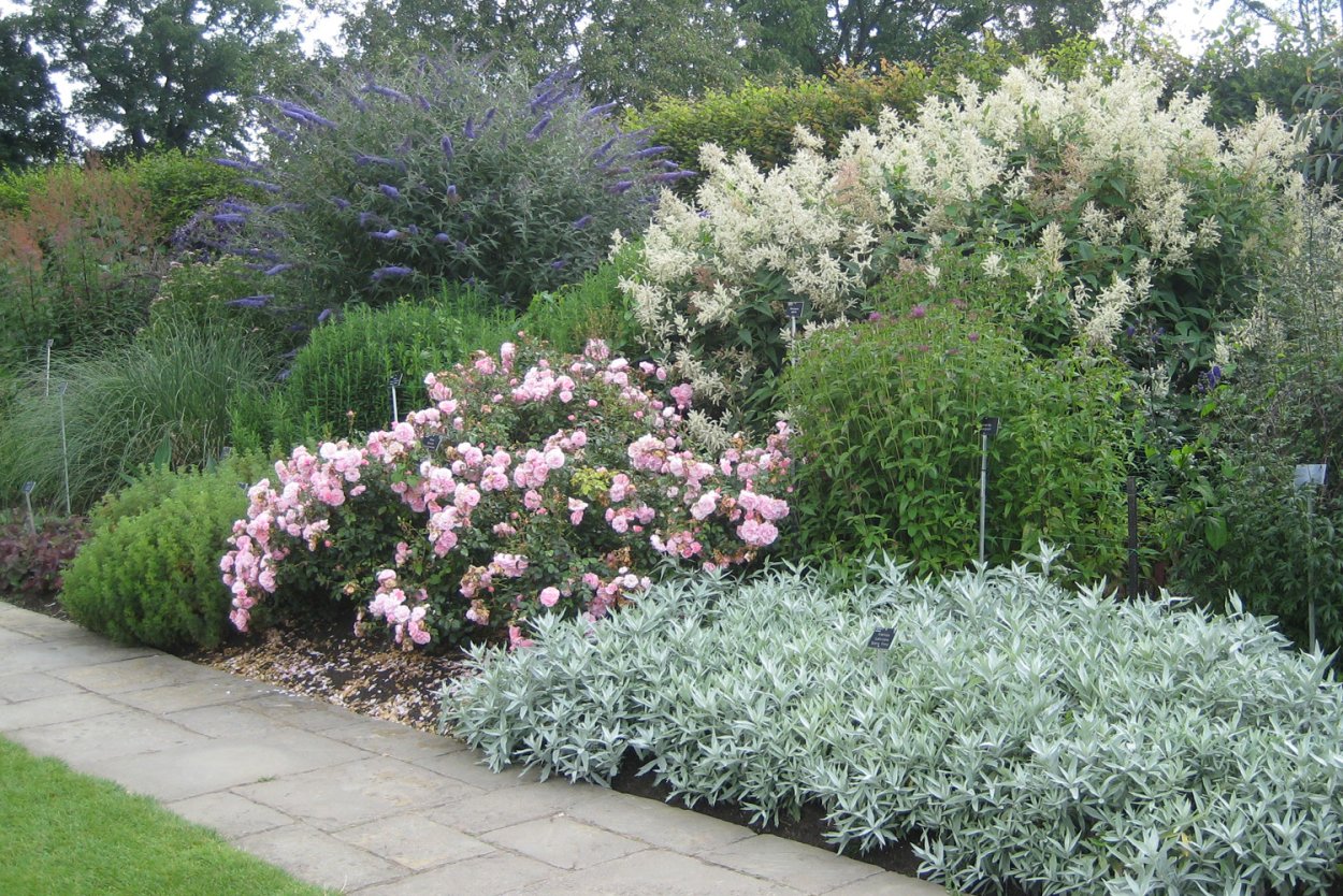 Миксбордер с дереном Элегантиссима