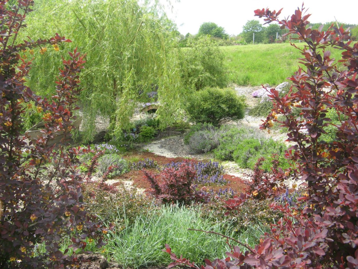 Лох узколистный в дизайне сада композиции