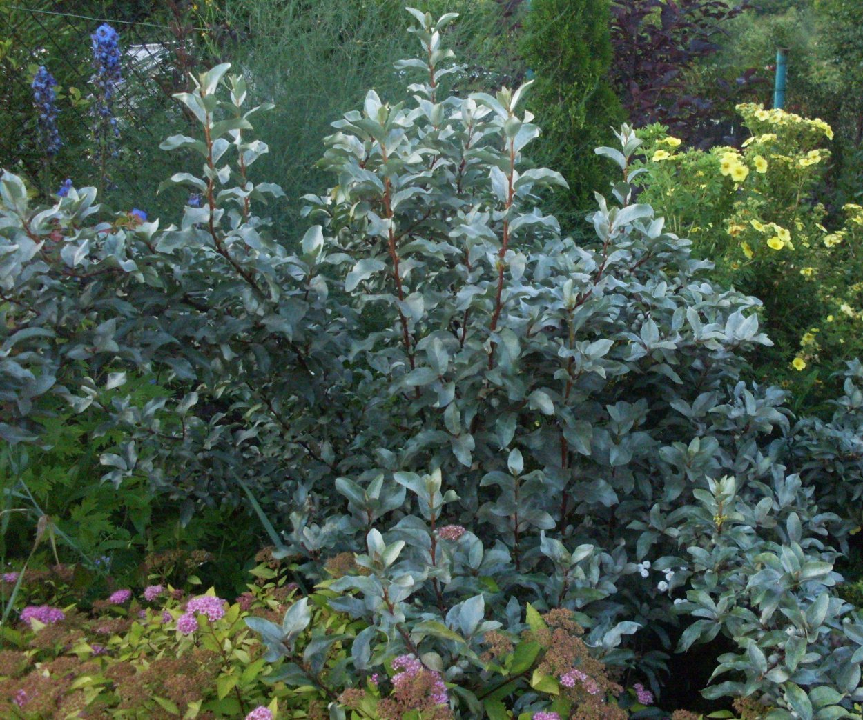 Лох серебристый в Подмосковье