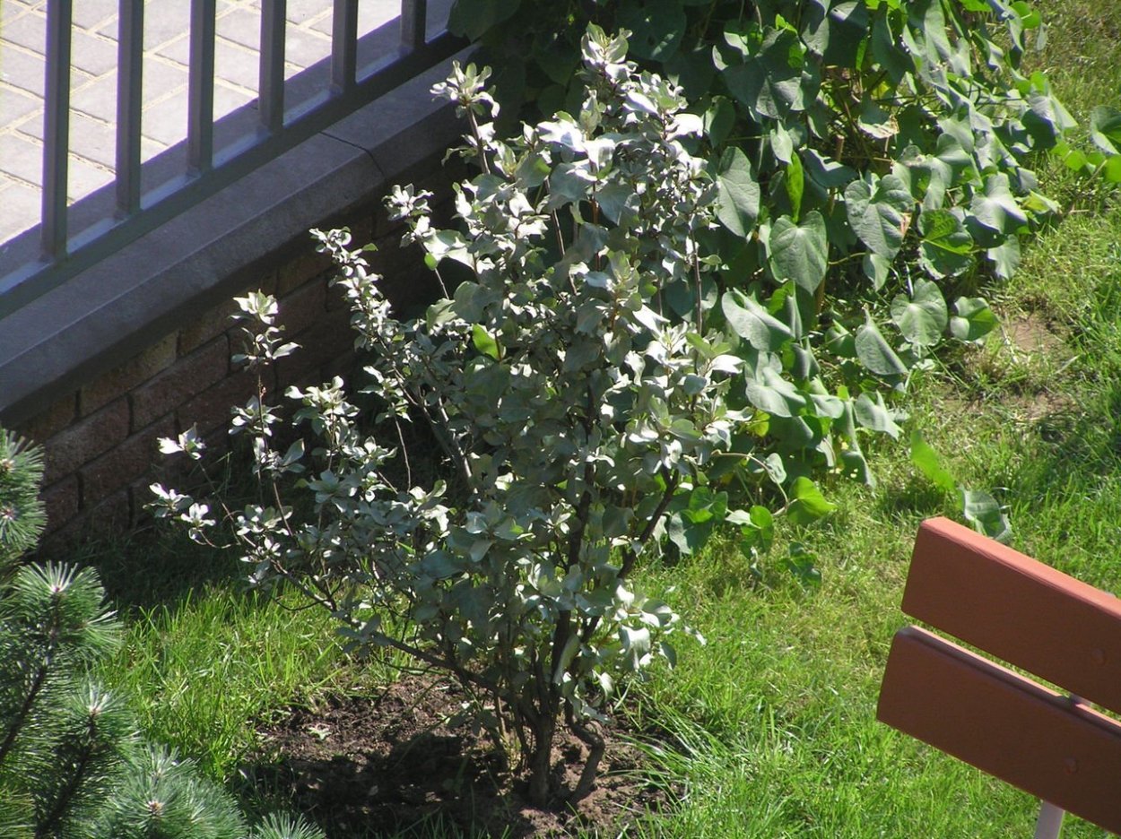 Лох серебристый изгородь