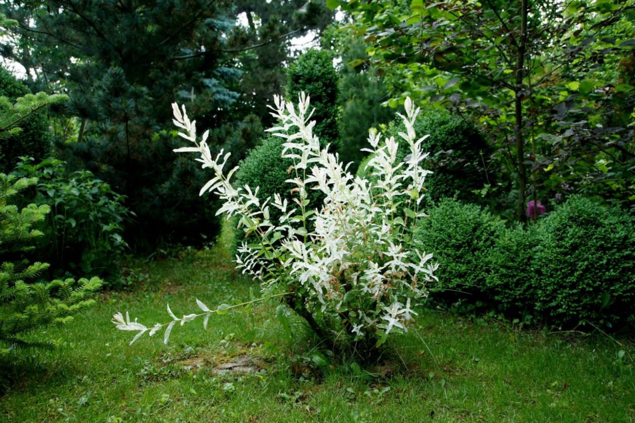 Японская Ива