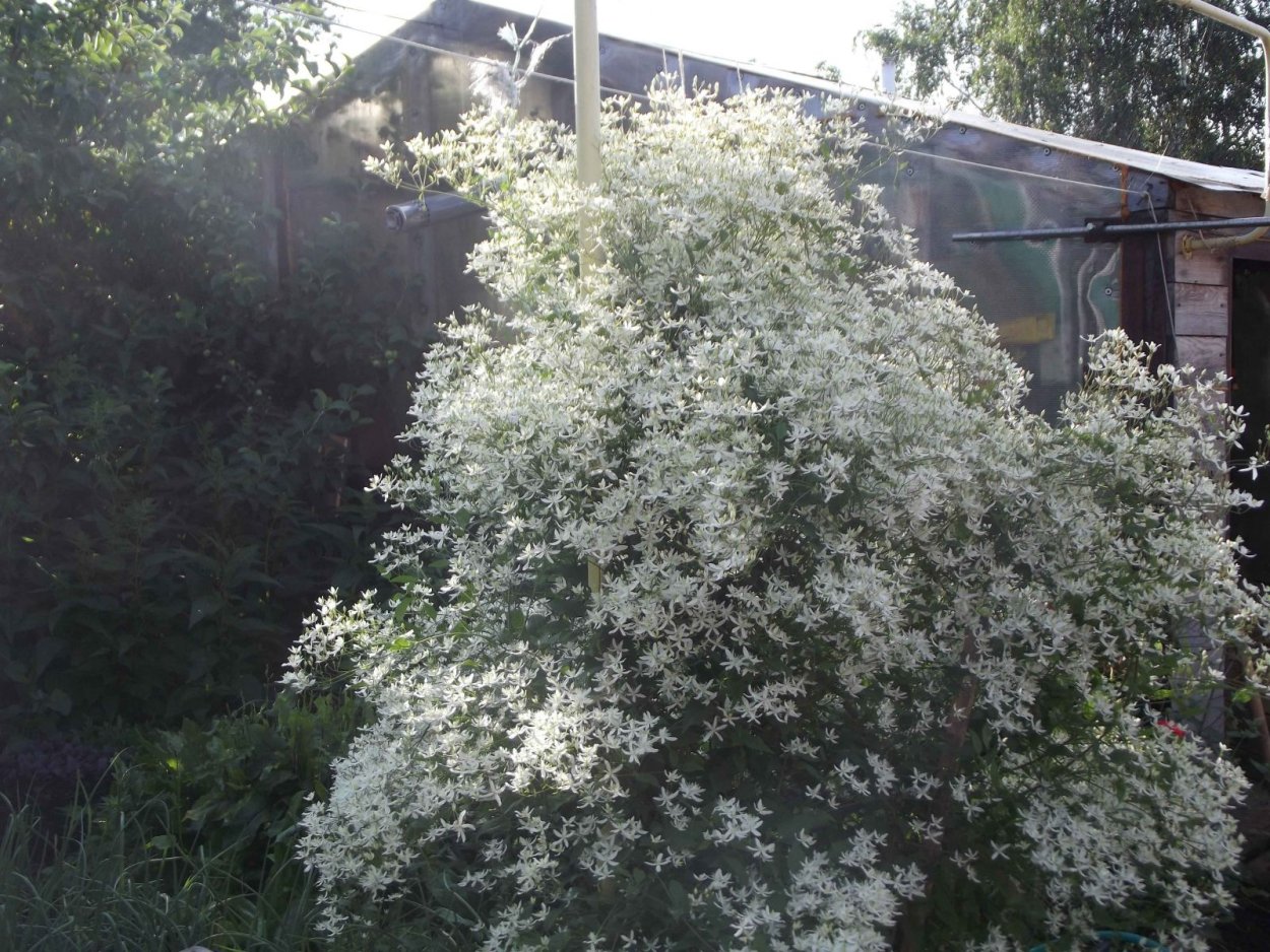 Лох серебристый Земпен