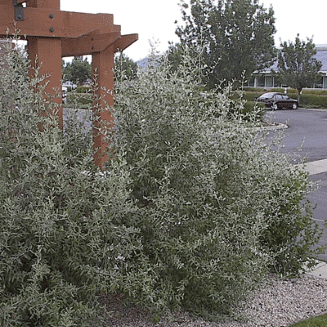 Шефердия лох серебристый