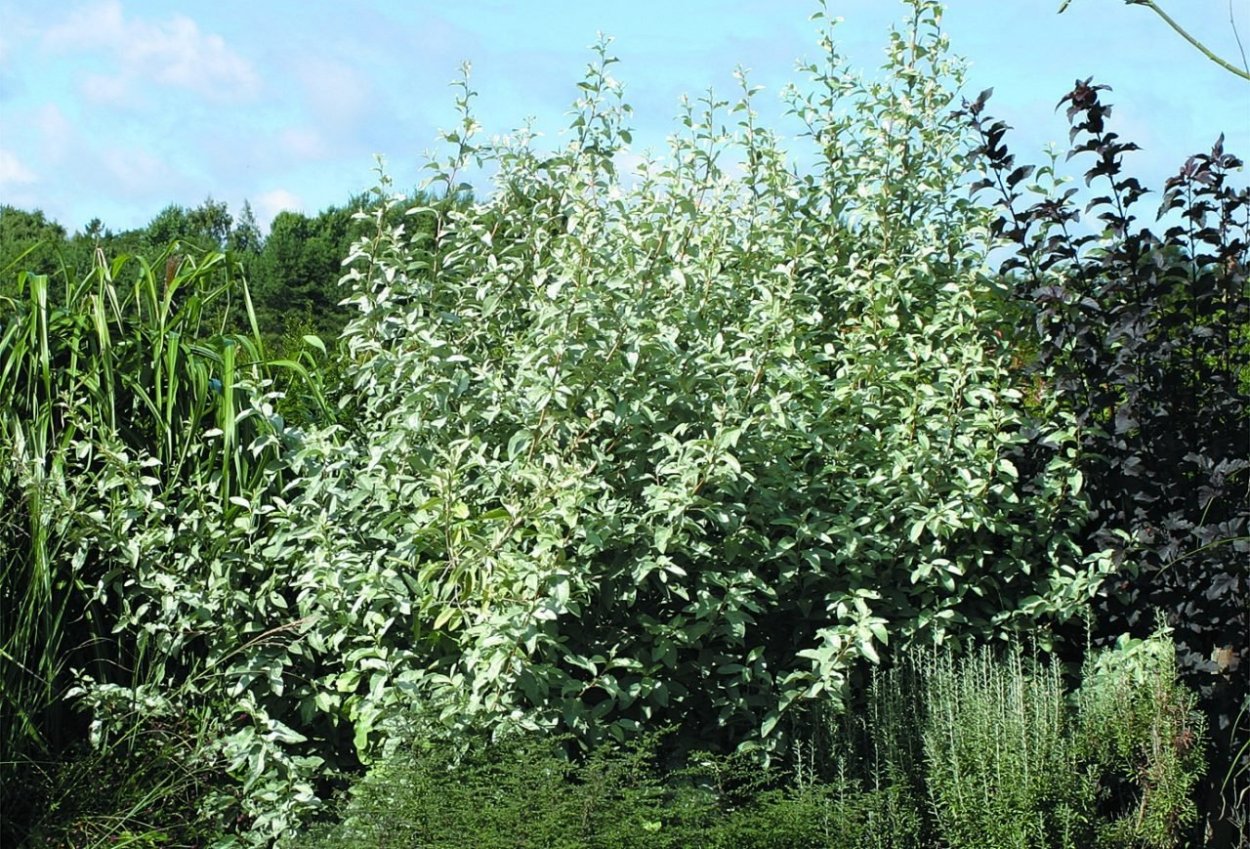 Лох серебристый Zempin