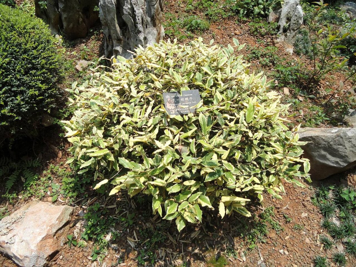 Лох серебристый в ландшафтном дизайне