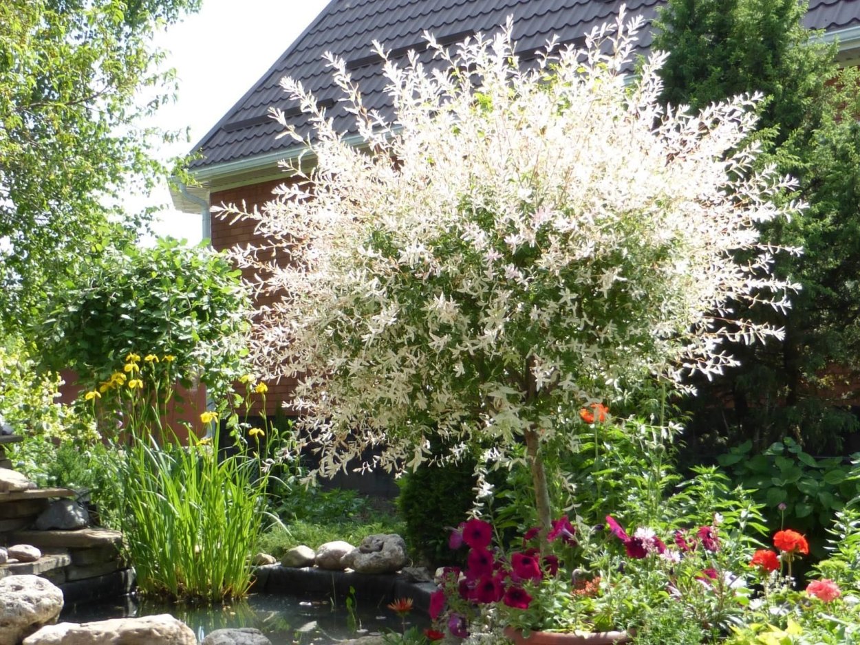 Ива Хакуро нишики