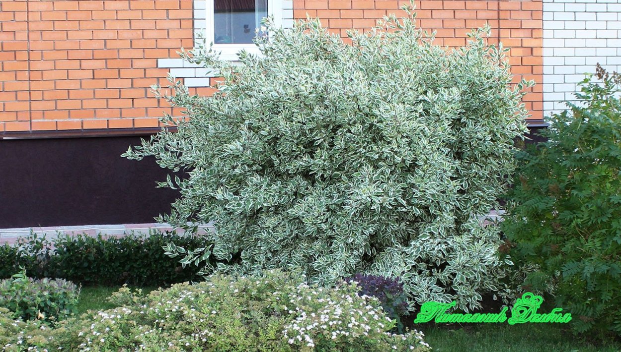 Дерен белоокаймленный Элегантиссима