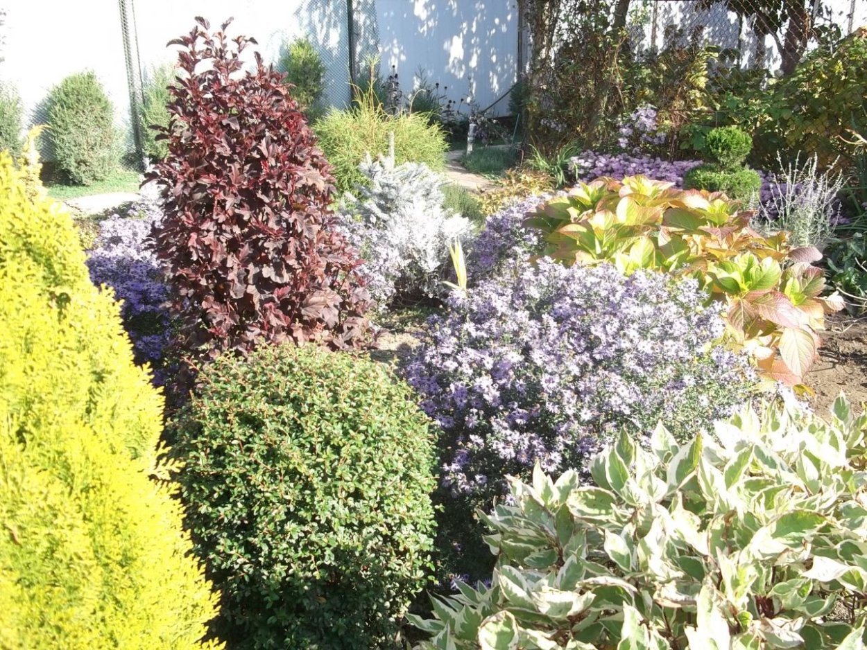 Туя, дерен, пузыреплодник