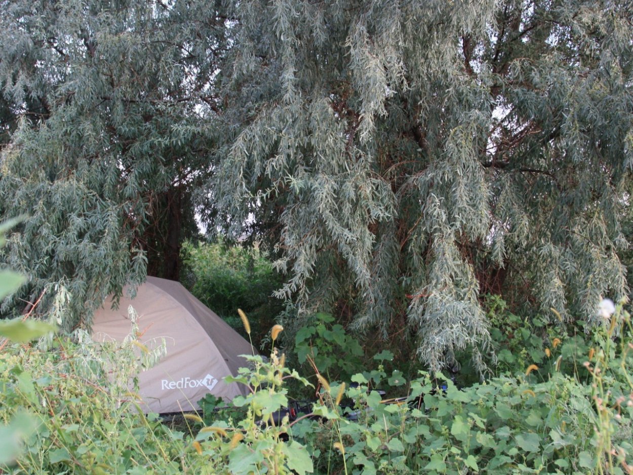 Лох в ландшафтном