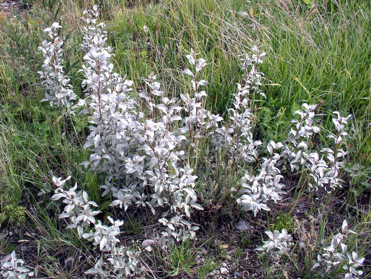 Лох серебристый широколистный