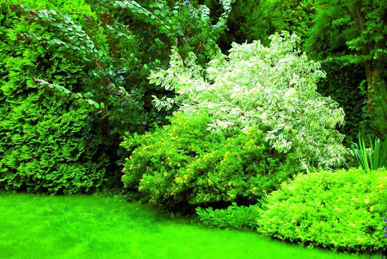 Дерен белый Ауреа в ландшафтном дизайне