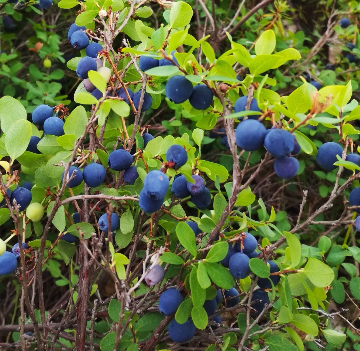 Голубика Крымская