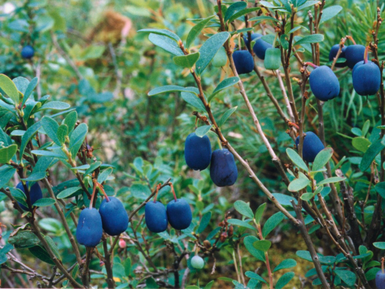 Лесные ягоды голубика