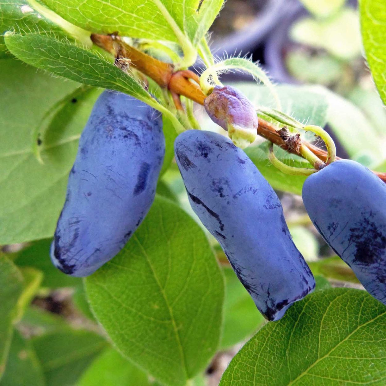 Жимолость съедобная Камчадалка