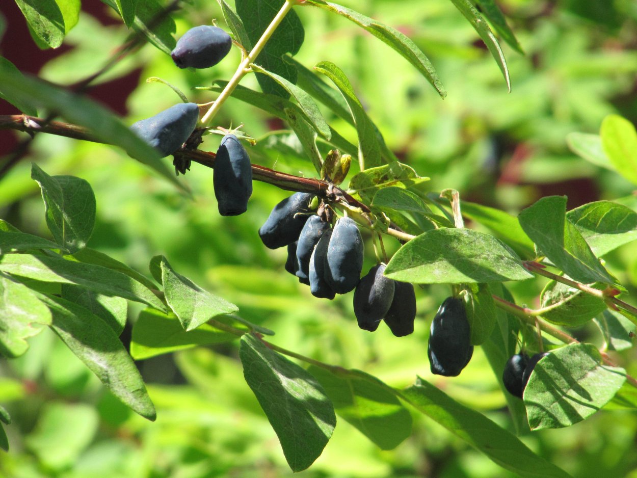 Жимолость съедобная куст